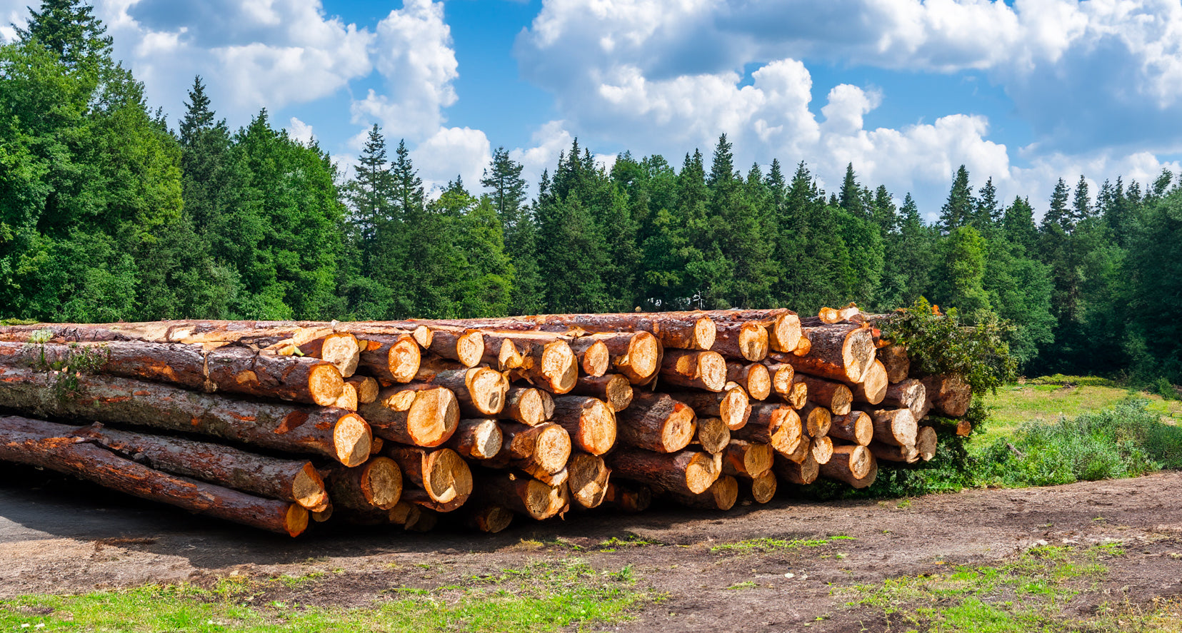 Tronchi di faggio – un camion pieno da 40 m³