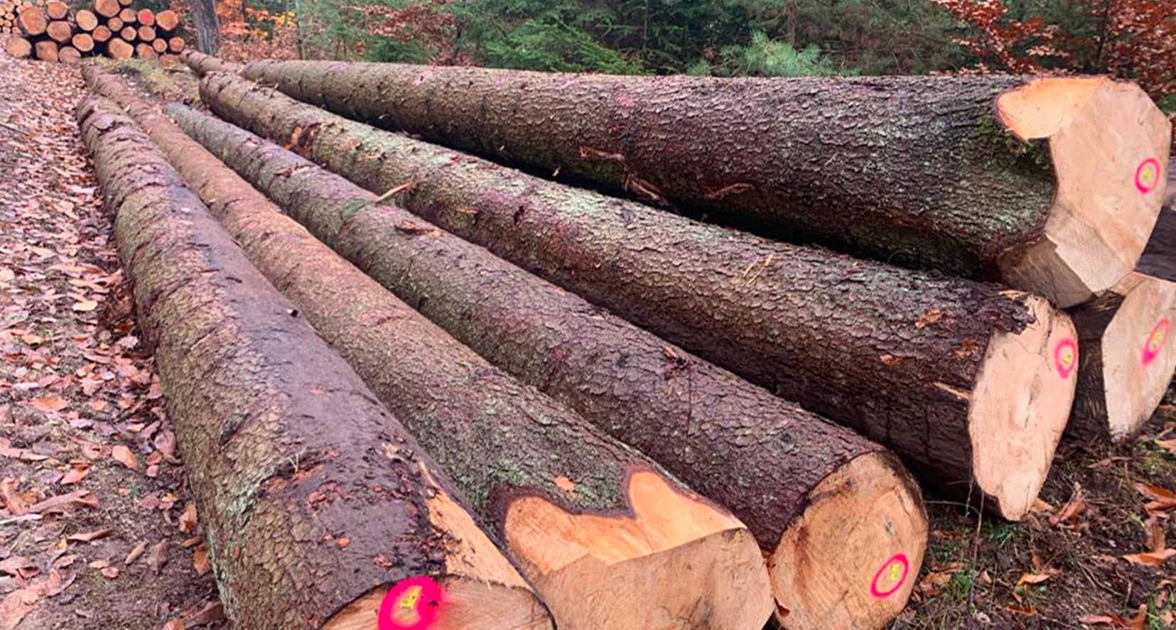 Tronchi di faggio – mezzo camion da 20 m³